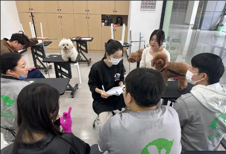 拉萨市宠物美容师宠物美容培训学校 - 排名